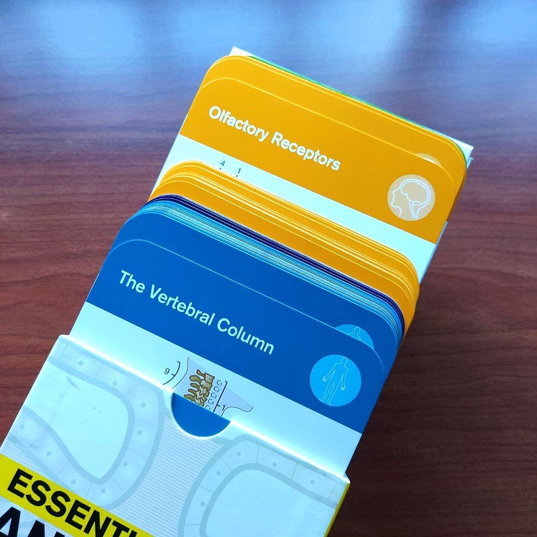 Essential Anatomy Flashcards, Hobbies & Toys, Books & Magazines