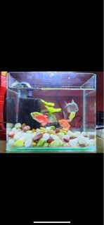 (Category: ) located in . Submitted by sarsat (Listing ID 1238309496, Image 1). Description: .