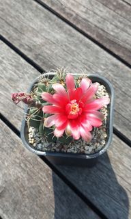 (Category: ) located in . Submitted by cactisprout (Listing ID 1238328879, Image 1). Description: .