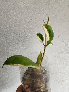 Hoya incrissata Albomarginata (Variegated Variegata Succulent foliage jungle aroid indoor jungle plants)