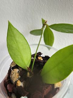 Hoya memoria splash - succulent foliage aroid jungle indoor plants