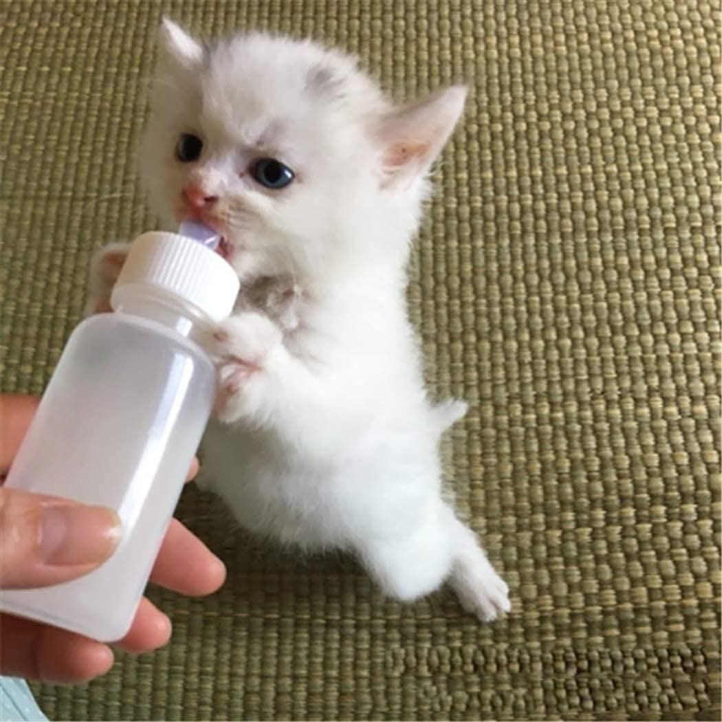 Cat shop milk bottle