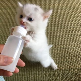 (Category: ) located in . Submitted by pawlobby (Listing ID 1238376105, Image 1). Description: .