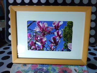 Purple Star Magnolia Art Print In Wooden Frame From UK   (  Wall Mount and Stand )