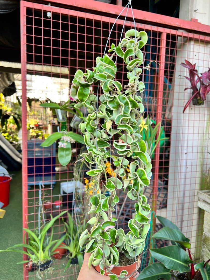 Variegated indian rope hoya, Furniture & Home Living, Gardening, Plants