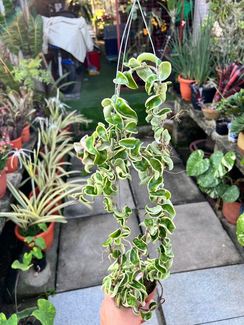 Variegated indian rope hoya, Furniture & Home Living, Gardening, Plants ...