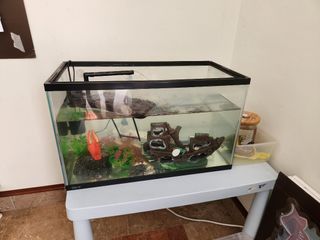 (Category: ) located in . Submitted by toltori (Listing ID 1235159310, Image 1). Description: .
