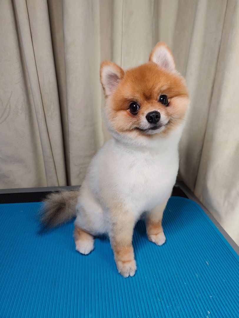 Dog Grooming, West Area, Bukit Batok, Buikit Panjang, location: Choa ...