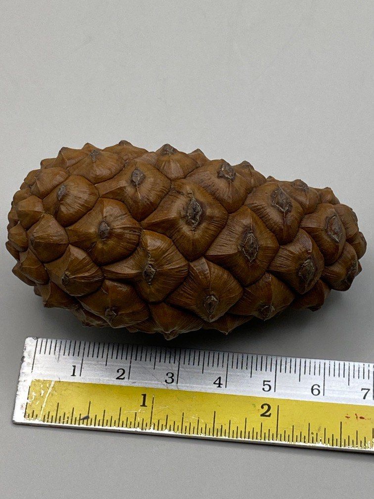 How Pinecones from Rayonier's Best Trees Become Forests