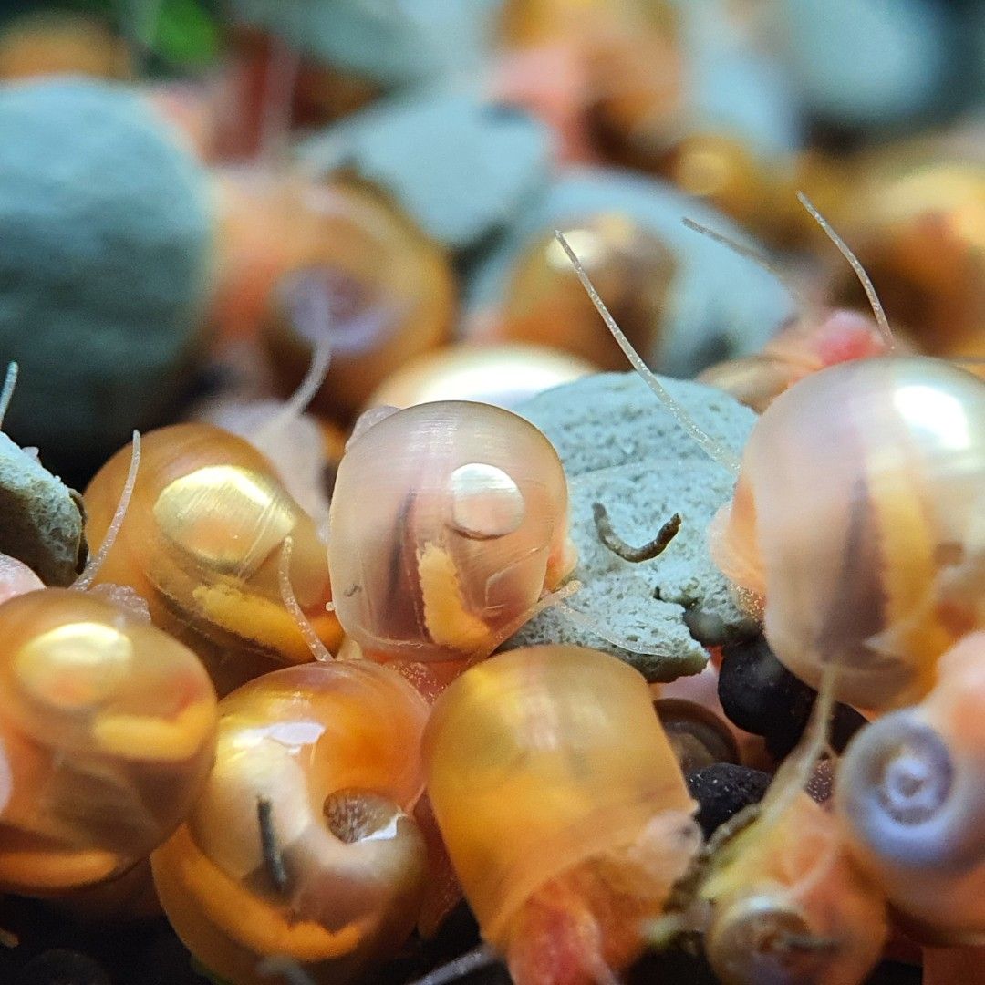 Ramshorn snails Snaileating fish Dwarf Pufferfish food Snail