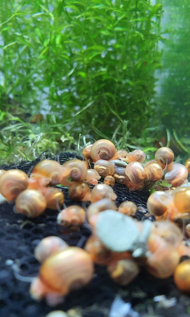 Ramshorn snails Snaileating fish Dwarf Pufferfish food Snail