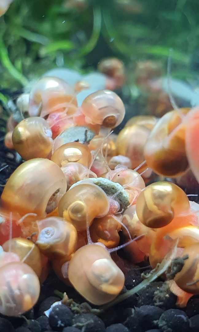 Ramshorn snails Snaileating fish Dwarf Pufferfish food Snail