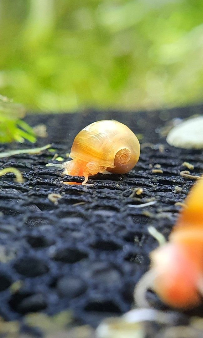 Ramshorn snails Snaileating fish Dwarf Pufferfish food Snail