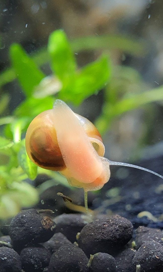 Ramshorn snails Snaileating fish Dwarf Pufferfish food Snail