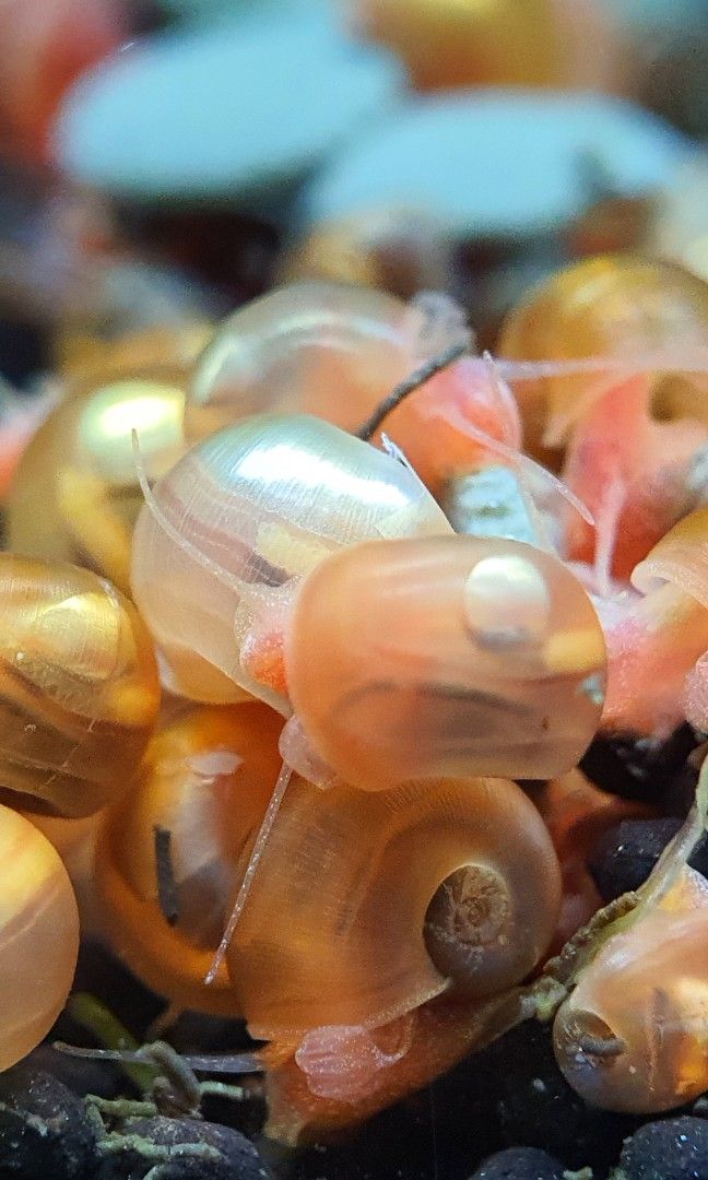 Ramshorn snails Snaileating fish Dwarf Pufferfish food Snail