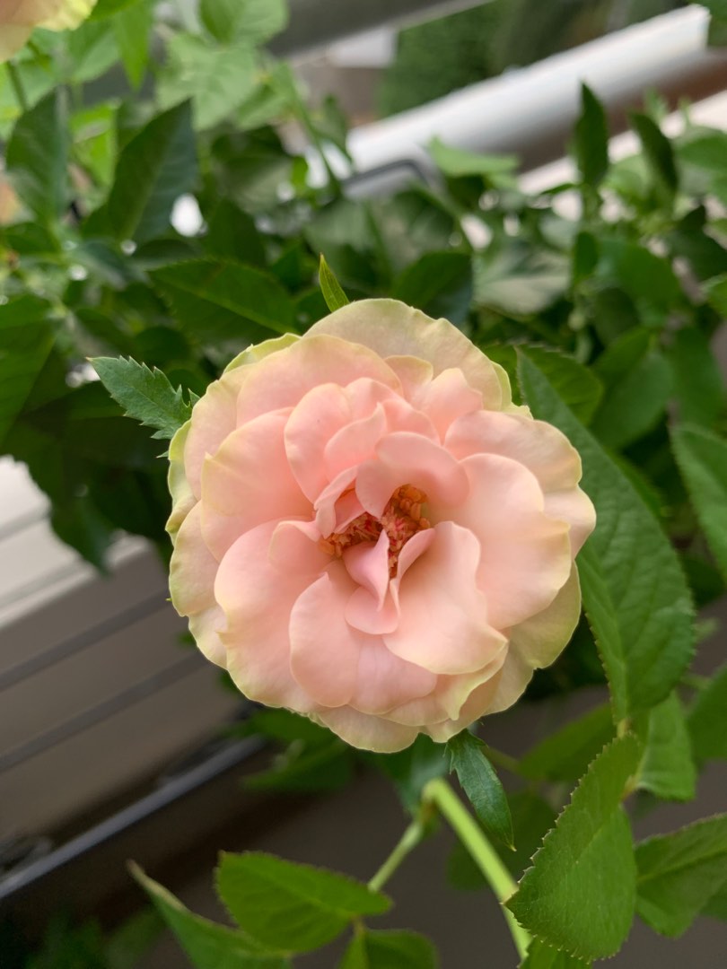 Pink/Green Rose Plant, Furniture & Home Living, Gardening, Plants