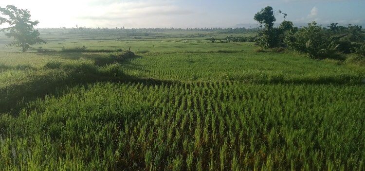 2.7 Hectares Rice Field in Bohol (Category: Lot) located in San Miguel. Submitted by lirika01 (Listing ID 1238469443, Image 1). Description: 2.7 Hectares Rice Farm in Bohol Irrigated Corazon, San Miguel, Bohol message me for more details Kindly message me for more details.
