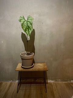 （分類：）位於 。 由 siu.wooo 提交（商品編號 1238578561，圖片 1）。簡介： 。