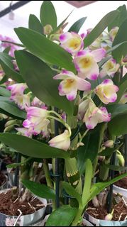 (Category: ) located in . Submitted by hortiplace (Listing ID 1238433698, Image 1). Description: .