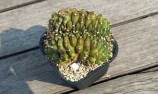 (Category: ) located in . Submitted by cactisprout (Listing ID 1238514876, Image 1). Description: .