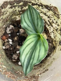 (Category: ) located in . Submitted by gardenparadisesgp (Listing ID 1238562764, Image 1). Description: .