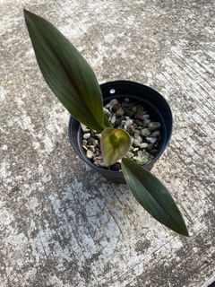 (Category: ) located in . Submitted by gardenparadisesgp (Listing ID 1238563568, Image 1). Description: .
