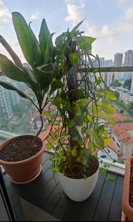 (Category: ) located in . Submitted by linta1987 (Listing ID 1238431450, Image 1). Description: .