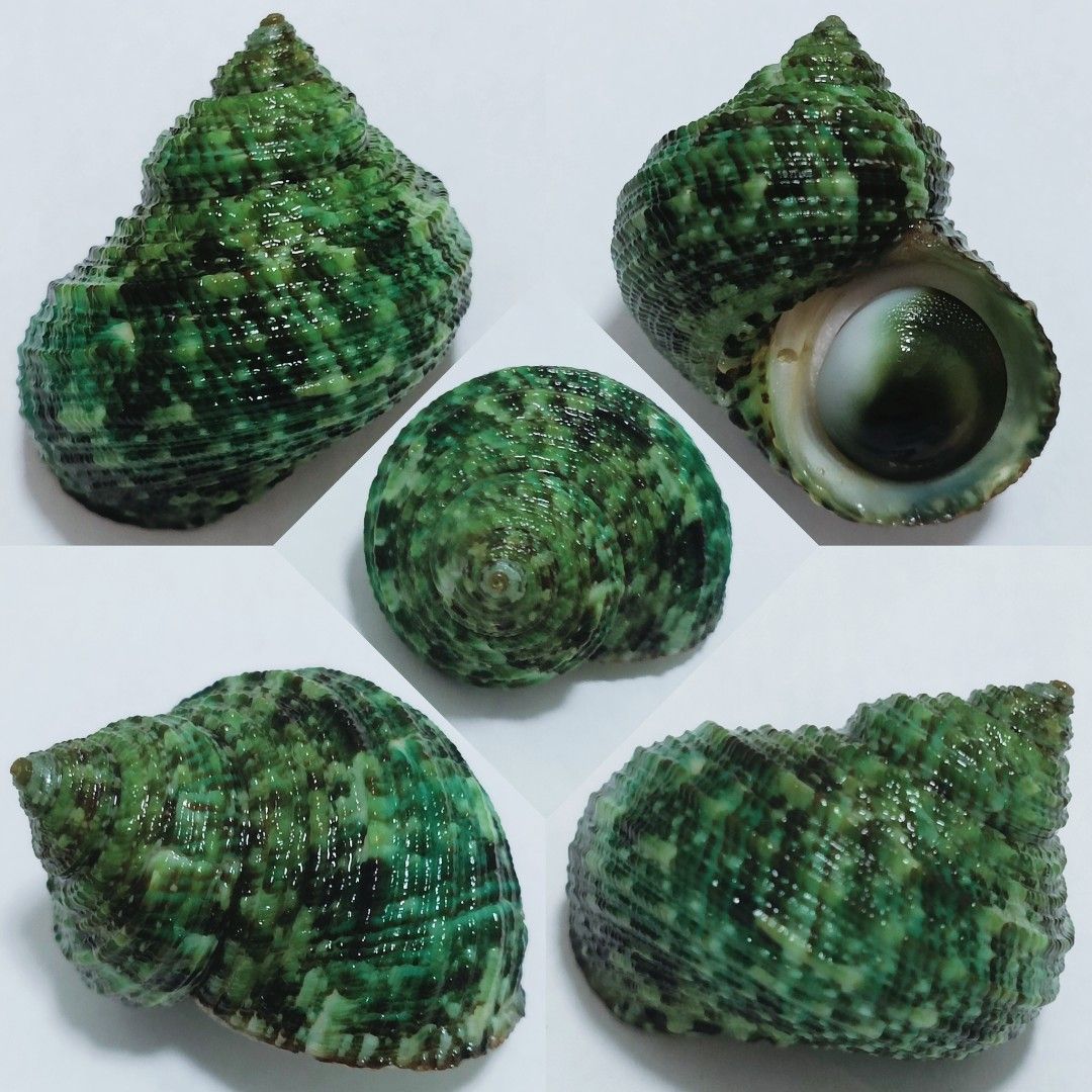 Seashell - Brown Turban Shell (Rare Jade Green!), Hobbies & Toys ...