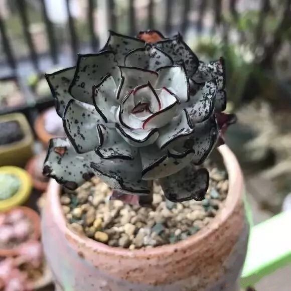 逆輸入 多肉植物 Echeveria strictiflora錦 その他 - blackhorsepaint.com