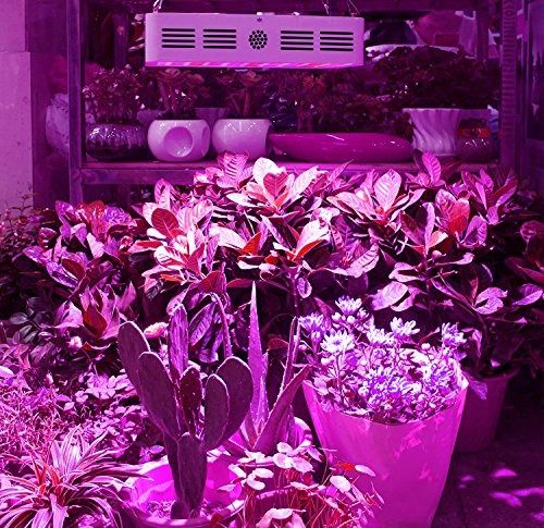 Best 600w shop led grow light