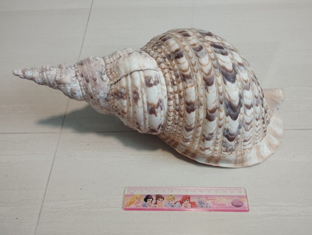 Tritons trumpet shell, Hobbies & Toys, Memorabilia & Collectibles ...