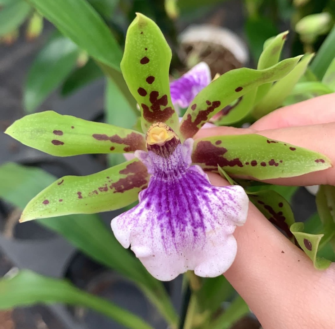 Zygopetalum Impasto Green and Zygopetalum Impasto Blue, Furniture
