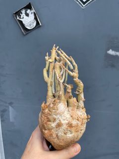 （分類：）位於 。 由 billybill10 提交（商品編號 1238698068，圖片 1）。簡介： 。
