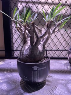 （分類：）位於 。 由 wilonguk 提交（商品編號 1238631550，圖片 1）。簡介： 。