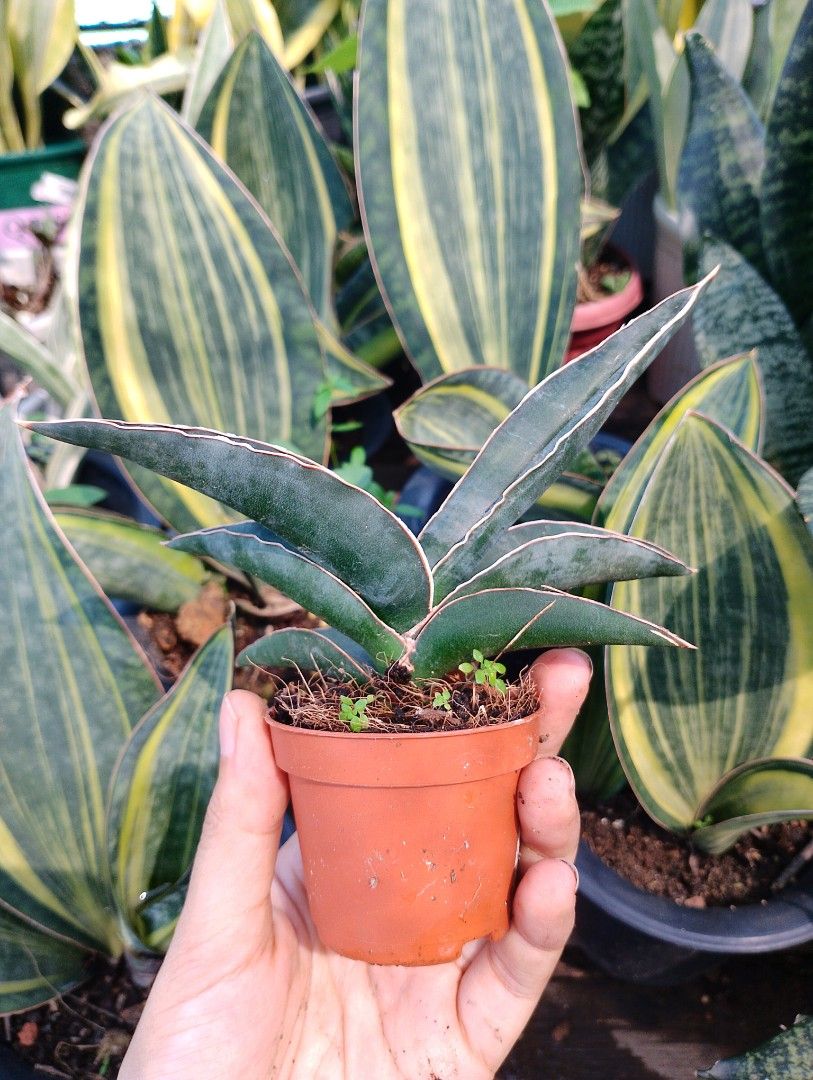 'Blue Robusta' Sanseveria Collection, Furniture & Home Living