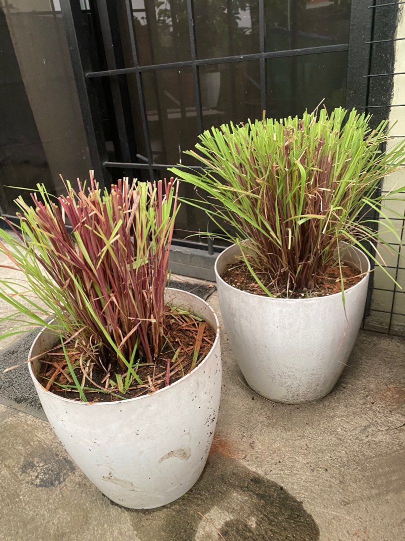 Citronella grass in a pot, Furniture & Home Living, Gardening, Plants