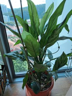 (Category: ) located in . Submitted by doereen (Listing ID 1238657266, Image 1). Description: .