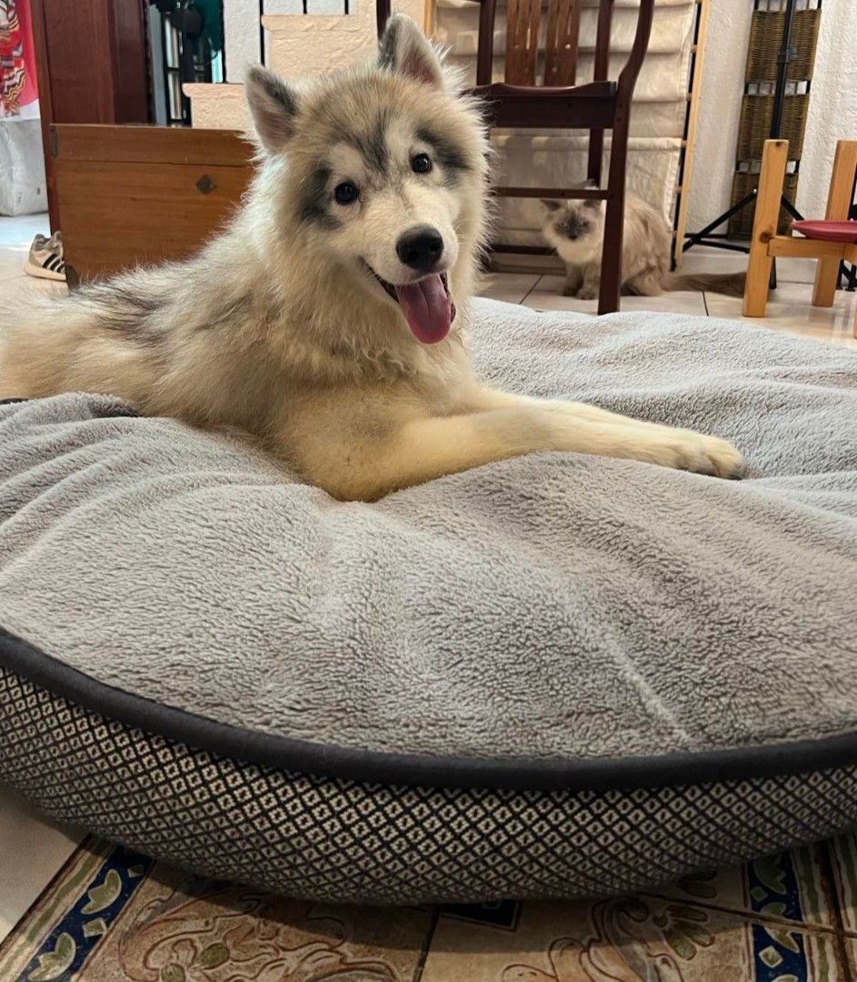 Kirkland 42 deals round dog bed