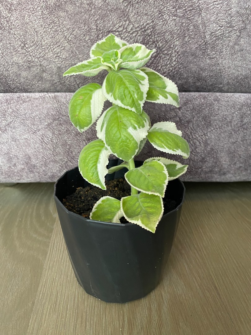 Live plant/pokok hidup/ variegated Indian borage plant, Furniture