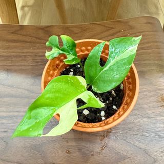 (Category: ) located in . Submitted by the_backyard_sg (Listing ID 1238763208, Image 1). Description: .