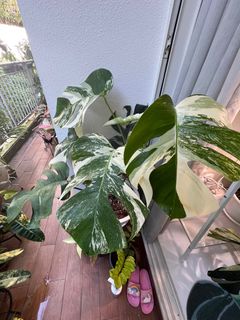 (Category: ) located in . Submitted by dh1979 (Listing ID 1237523508, Image 1). Description: .