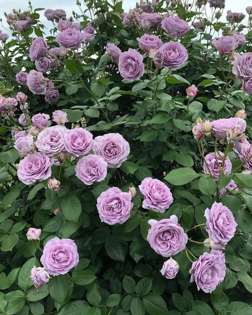 New roses plants are coming soon!, Furniture & Home Living, Gardening