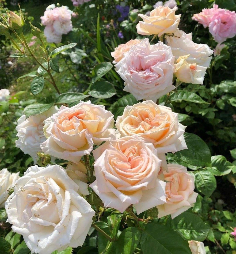 New roses plants are coming soon!, Furniture & Home Living, Gardening