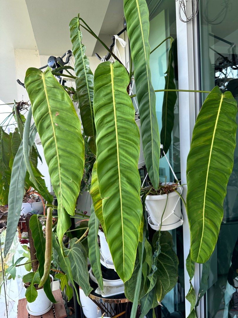 Patriciae Morona Anthurium SP Morona Philodendron patriciae. Anthurium  wendlingeri healthy adult mature rooted plants acclimated, Furniture & Home  Living, Gardening, Plants & Seeds on Carousell