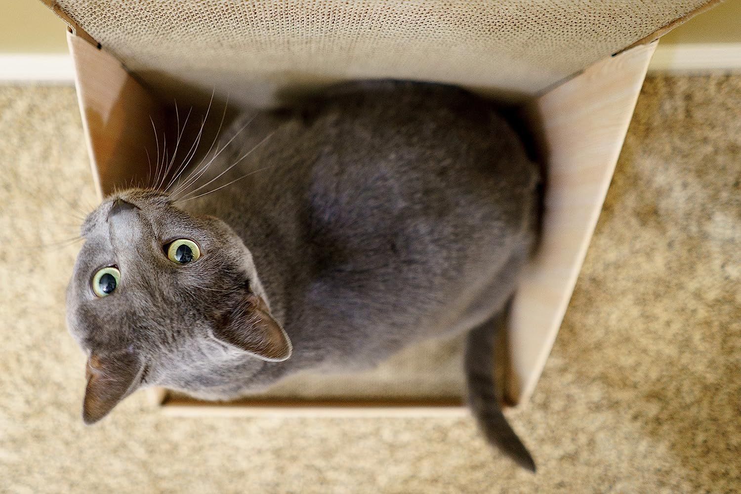 Vertical cardboard cat scratcher sales