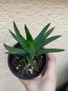 Aloe Vera Variety with Babies For Sale