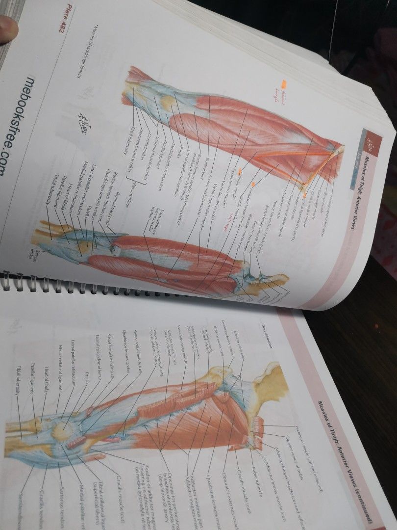Atlas of Human Anatomy by Frank Netter 7th ed, Hobbies & Toys, Books ...