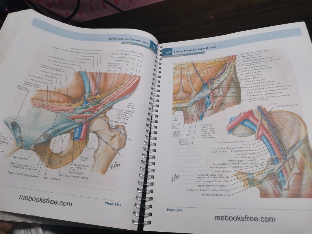 Atlas of Human Anatomy by Frank Netter 7th ed, Hobbies & Toys, Books ...