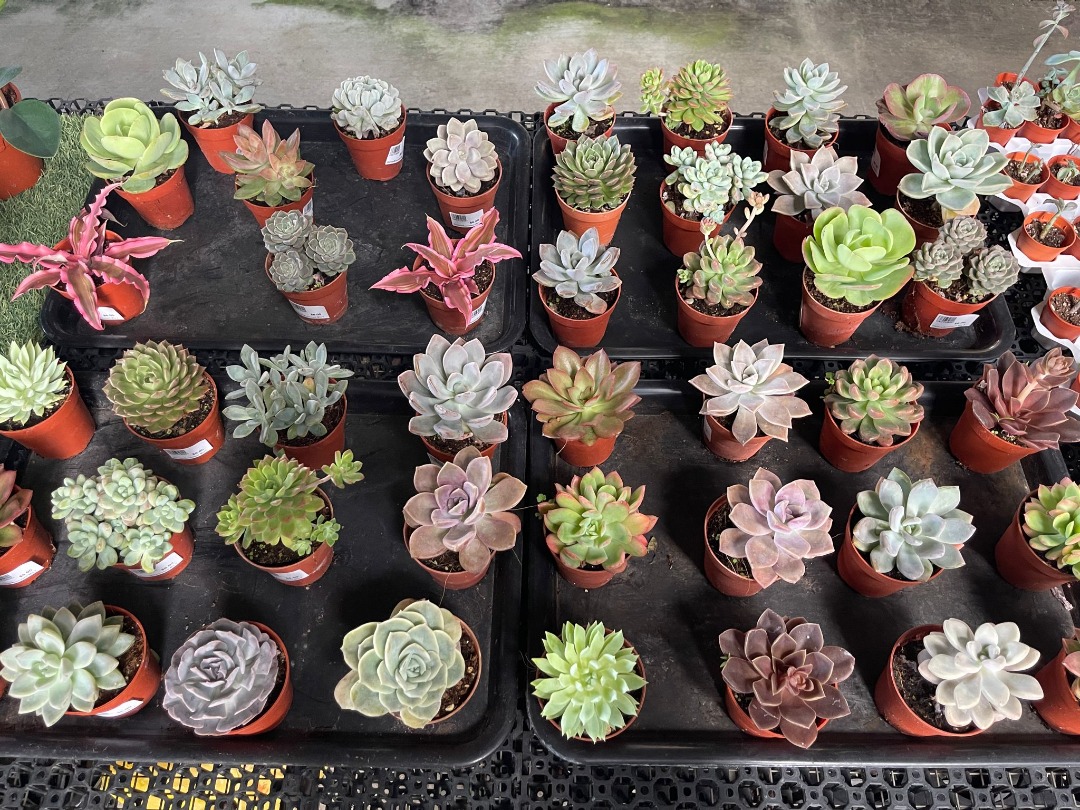 Cactus/Succulent Mix 7, Furniture & Home Living, Gardening, Plants