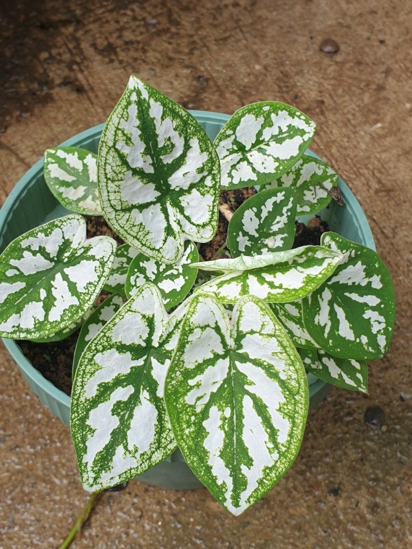 Caladium humboldtii mini Variegated Caladium angel wings, Furniture ...